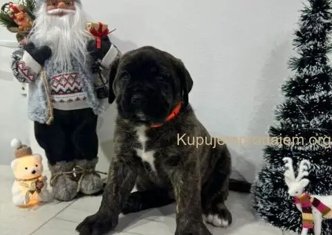 Preca Canario Kanarska doga štenci - 3/11