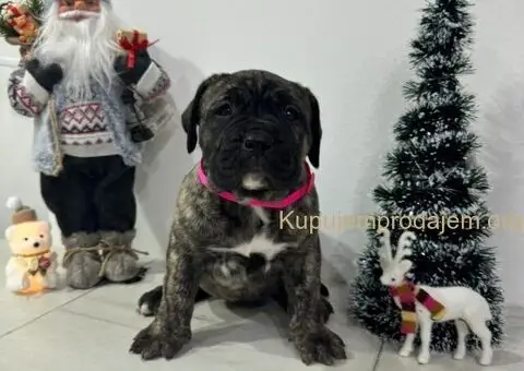 Preca Canario Kanarska doga štenci - 4/11