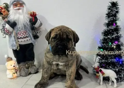 Preca Canario Kanarska doga štenci - 5/11
