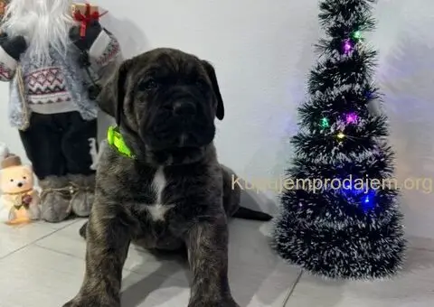 Preca Canario Kanarska doga štenci - 6/11