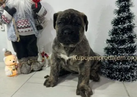 Preca Canario Kanarska doga štenci - 7/11