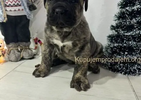 Preca Canario Kanarska doga štenci - 8/11