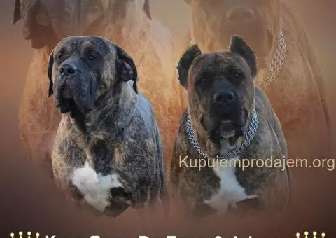 Preca Canario Kanarska doga štenci - 9/11
