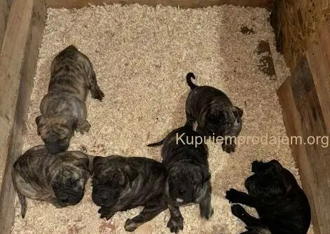 Preca Canario Kanarska doga štenci - 10/11