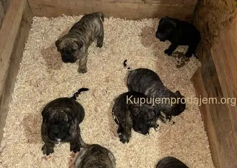 Preca Canario Kanarska doga štenci - 11/11