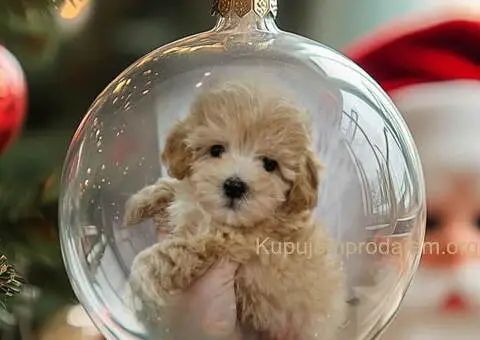 Maltioo stenci spremni za preuzimanje - 1/3