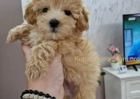 Maltioo stenci spremni za preuzimanje - 2/3