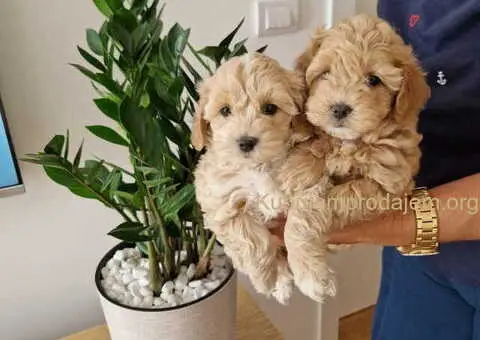 Maltioo stenci spremni za preuzimanje - 3/3