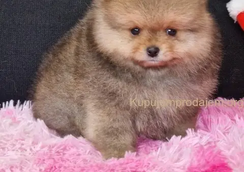 Pomeranac prelepi štenci - 1/4