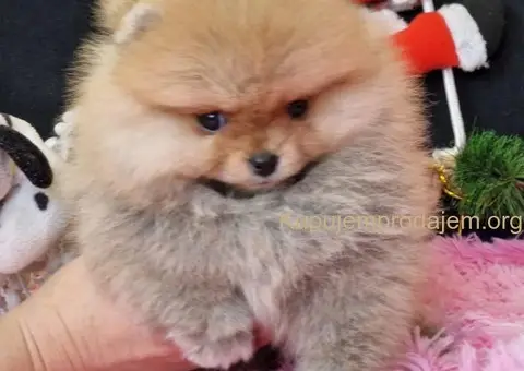 Pomeranac prelepi štenci - 2/4