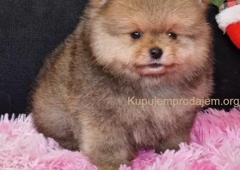 Pomeranac prelepi štenci - 3/4