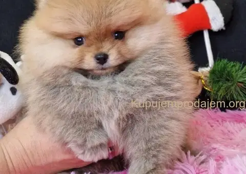 Pomeranac prelepi štenci - 4/4