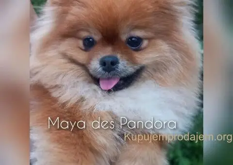 Pomeranski Špic ženke na prodaju - 1/6