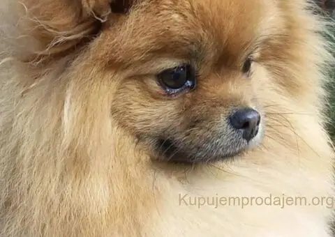 Pomeranski Špic ženke na prodaju - 3/6