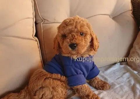 Crveni decak pudle - 1/4