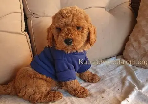 Crveni decak pudle - 2/4