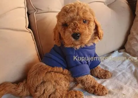 Crveni decak pudle - 3/4