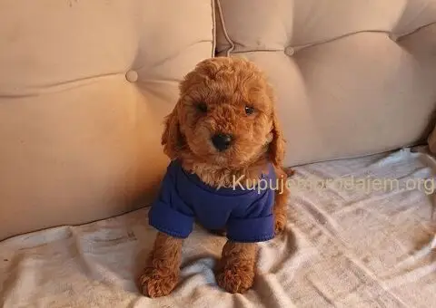 Crveni decak pudle - 4/4