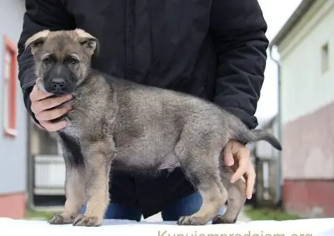 Radni nemacki ovcari na prodaju - 1/10