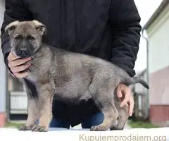 Radni nemacki ovcari na prodaju