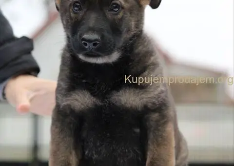 Radni nemacki ovcari na prodaju - 2/10