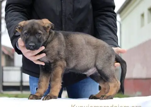 Radni nemacki ovcari na prodaju - 3/10