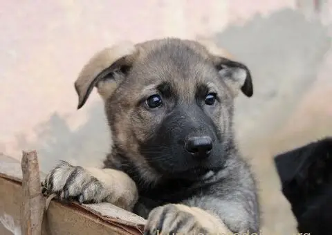 Radni nemacki ovcari na prodaju - 4/10