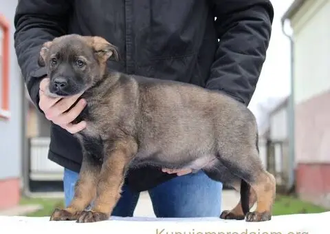 Radni nemacki ovcari na prodaju - 5/10