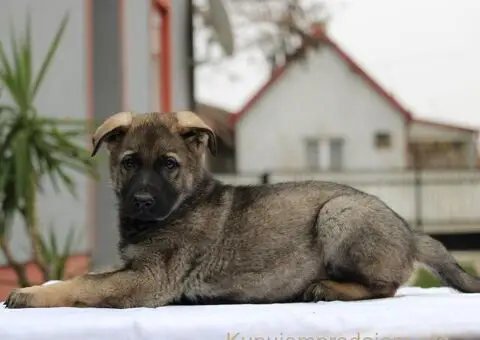 Radni nemacki ovcari na prodaju - 6/10