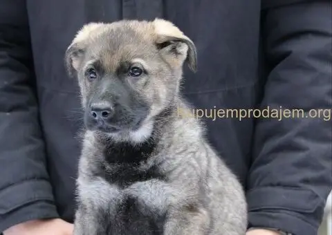 Radni nemacki ovcari na prodaju - 7/10