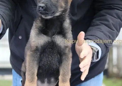 Radni nemacki ovcari na prodaju - 8/10