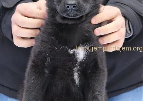 Radni nemacki ovcari na prodaju - 9/10