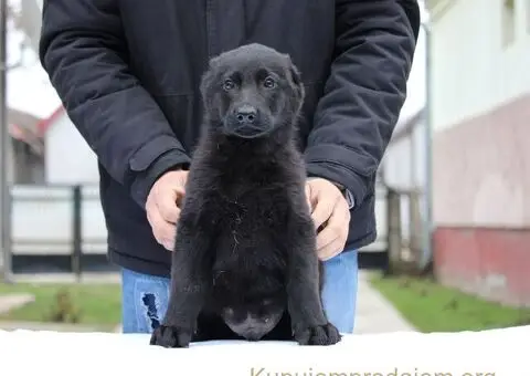 Radni nemacki ovcari na prodaju - 10/10