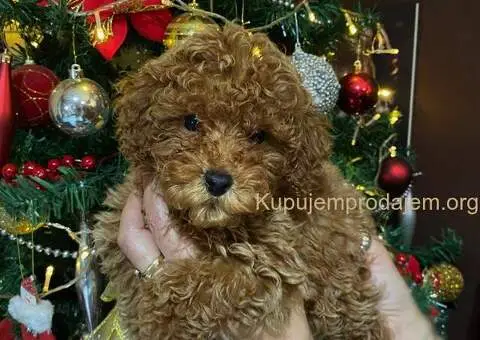 Crvene patuljaste pudle - 1/4