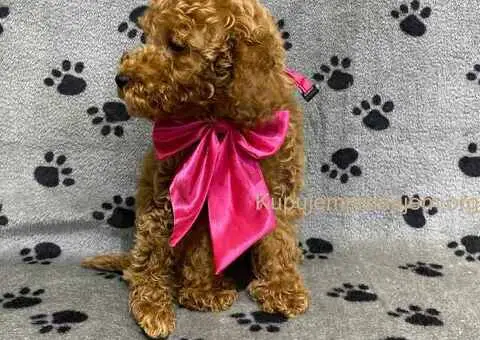 Crvene patuljaste pudle - 4/4