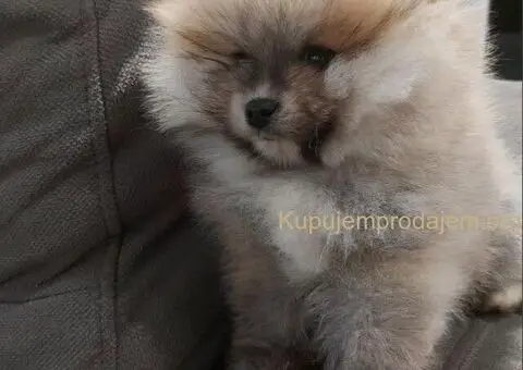 Pomeranci – Ljubav na Prvi Pogled! - 1/5