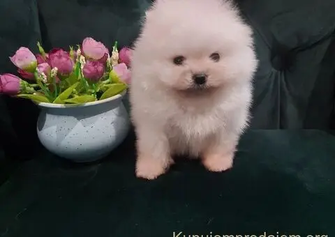 Pomeranci – Ljubav na Prvi Pogled! - 2/5