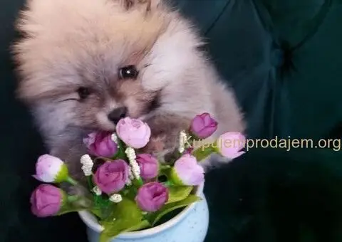 Pomeranci – Ljubav na Prvi Pogled! - 3/5