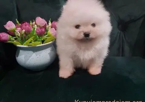 Pomeranci – Ljubav na Prvi Pogled! - 5/5