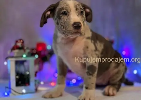 XL američki buli štenci - 1/10