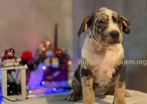 XL američki buli štenci - 2/10