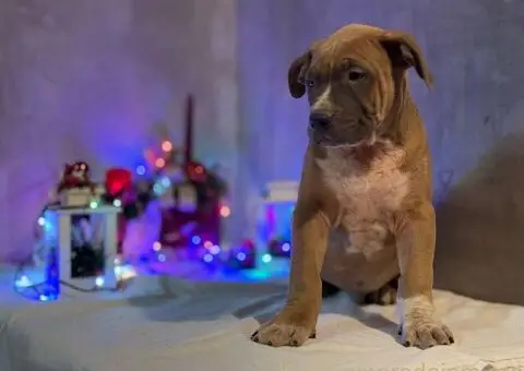 XL američki buli štenci - 3/10