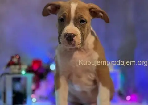 XL američki buli štenci - 4/10
