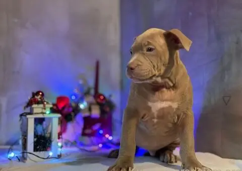 XL američki buli štenci - 5/10