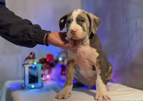 XL američki buli štenci - 6/10