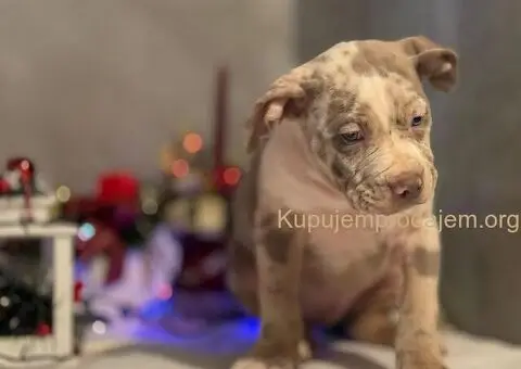 XL američki buli štenci - 7/10