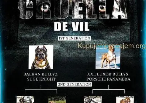 XL američki buli štenci - 8/10