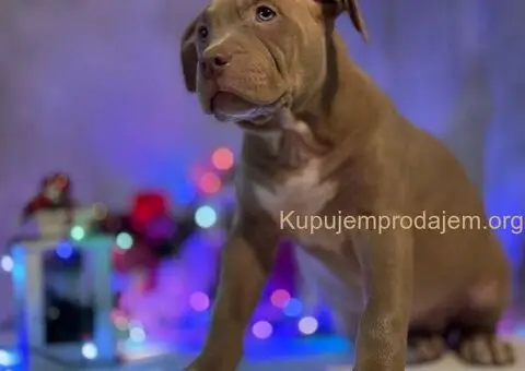 XL američki buli štenci - 9/10