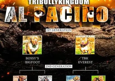 XL američki buli štenci - 10/10