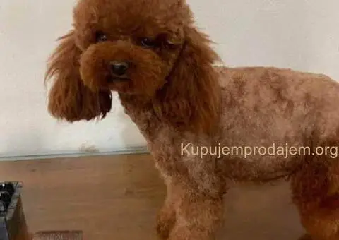 Malene, prelepe,  teddy bear toy pudle - 5/5